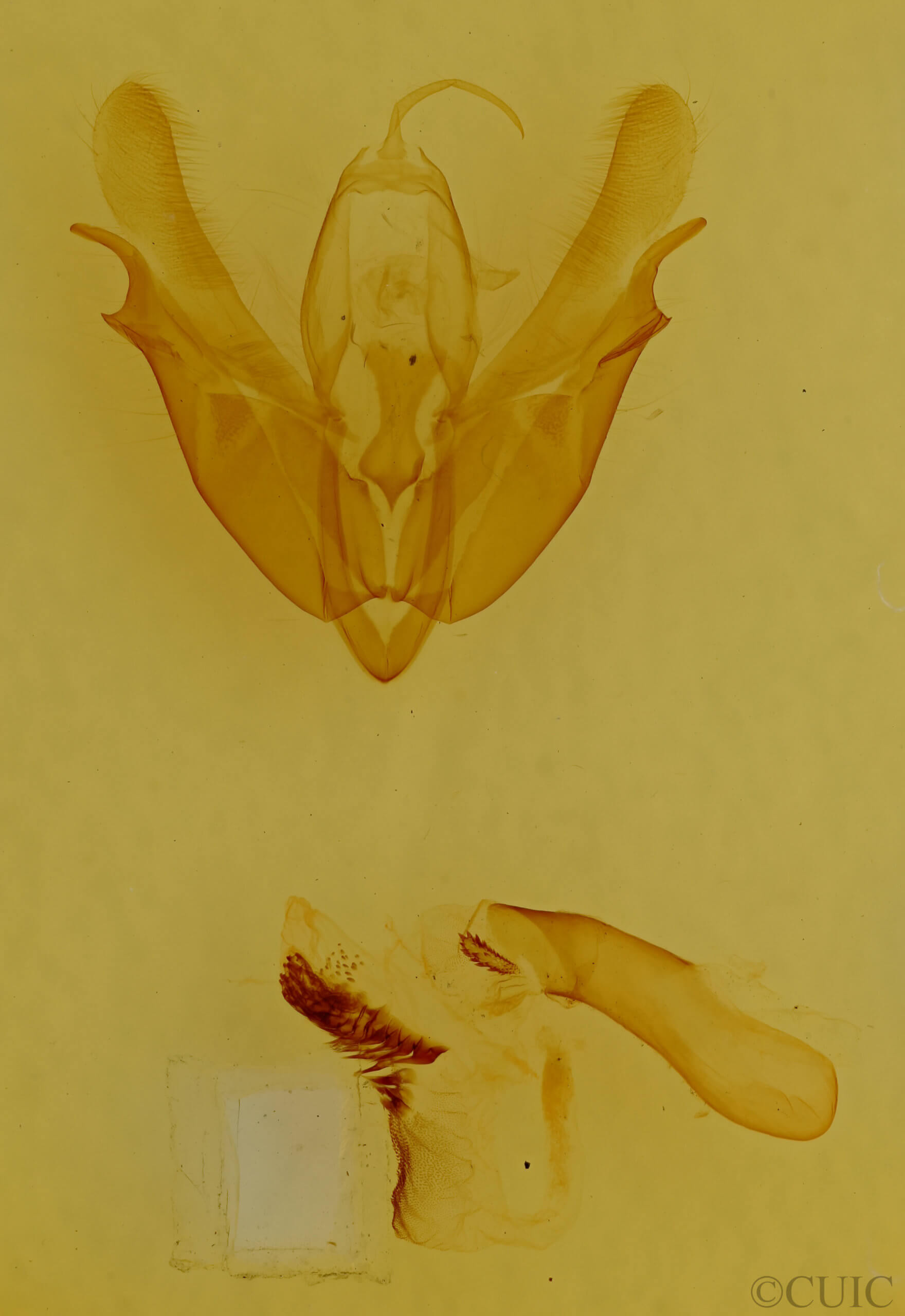 genitalia view of adult Acronicta laetifica