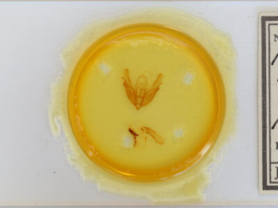 slide view of adult Acronicta laetifica