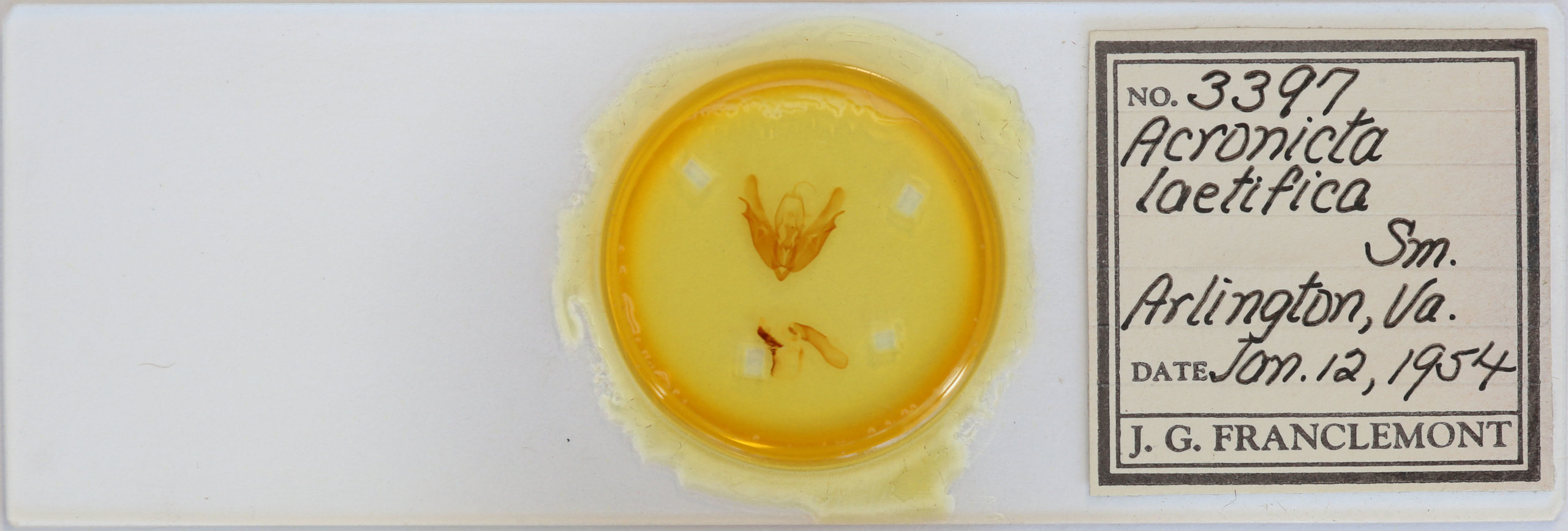 slide view of adult Acronicta laetifica