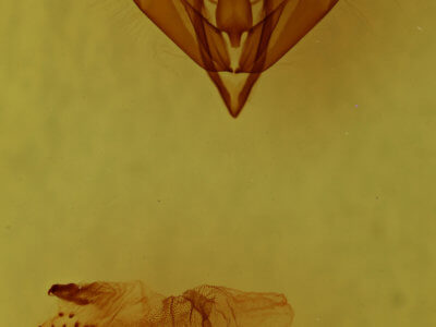 genitalia view of adult Acronicta lithospila