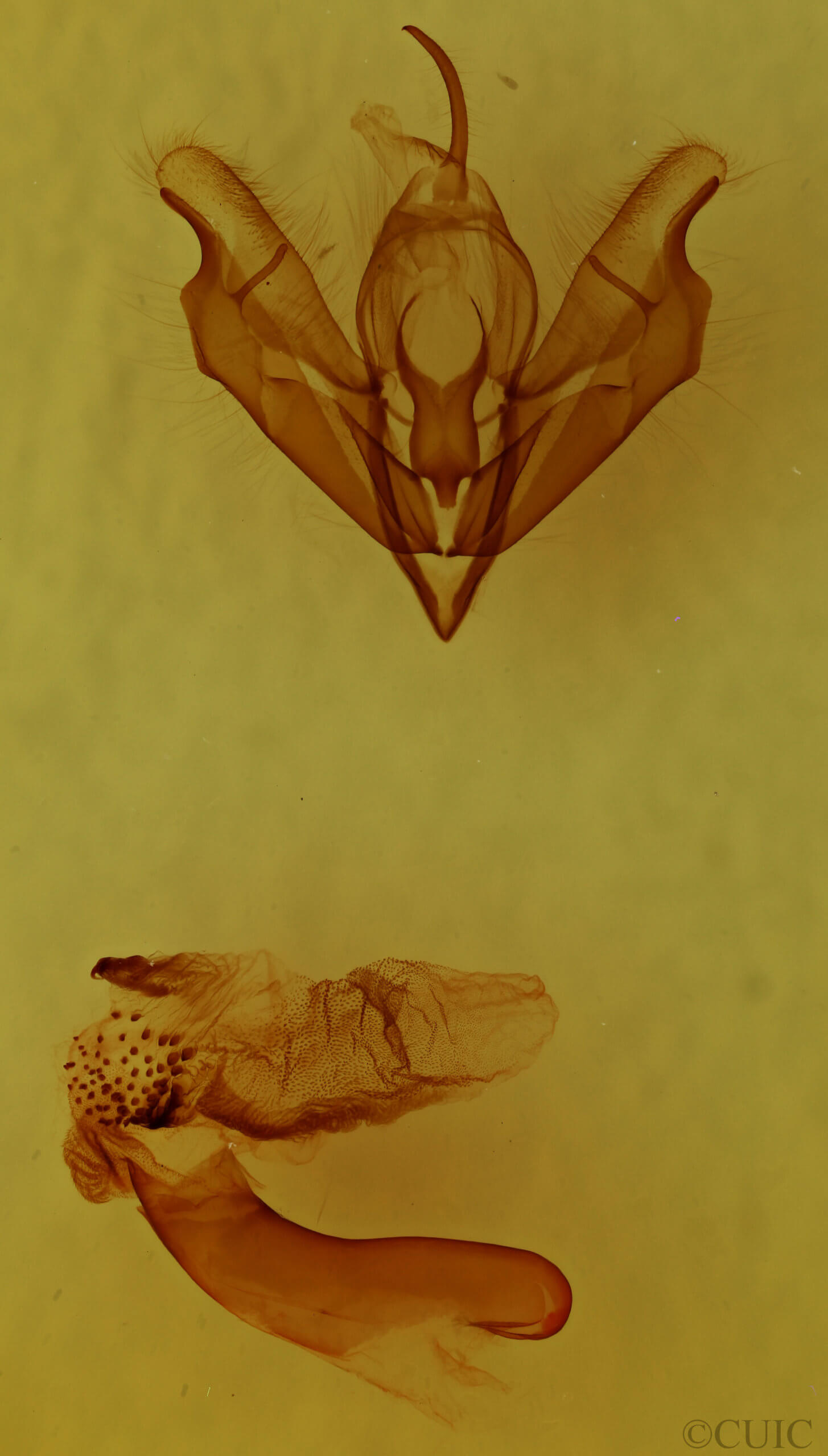 genitalia view of adult Acronicta lithospila