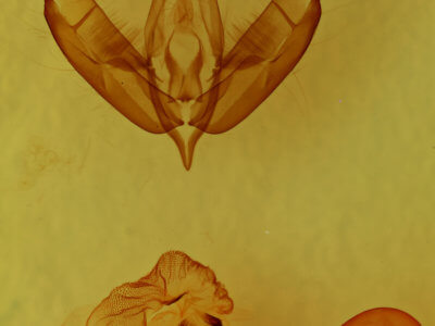 genitalia view of adult Acronicta tritona