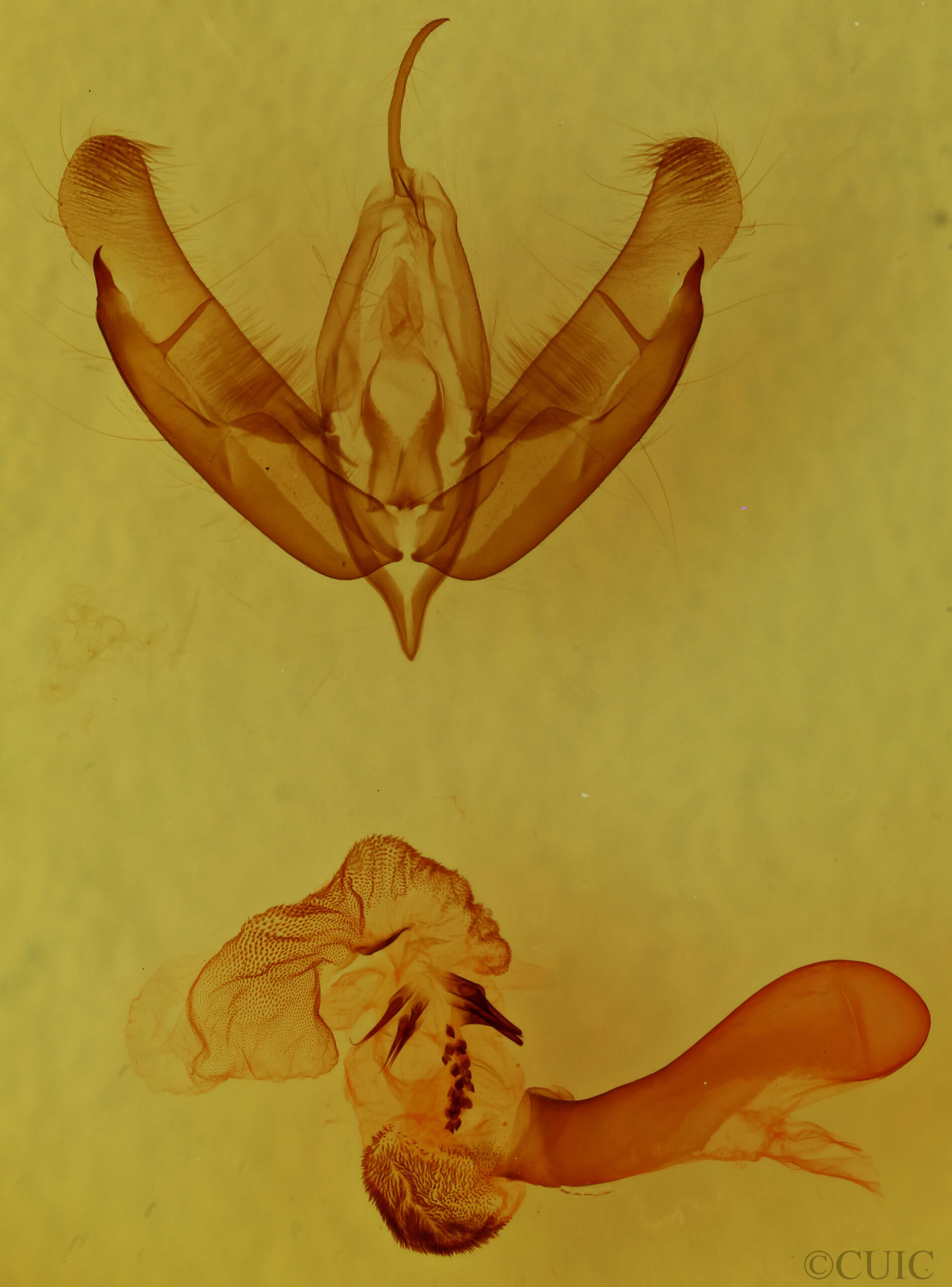 genitalia view of adult Acronicta tritona