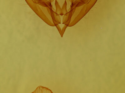 genitalia view of adult Acronicta tritona