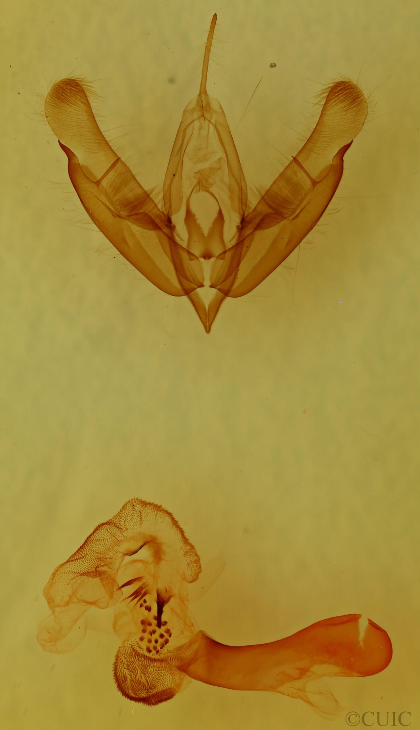 genitalia view of adult Acronicta tritona