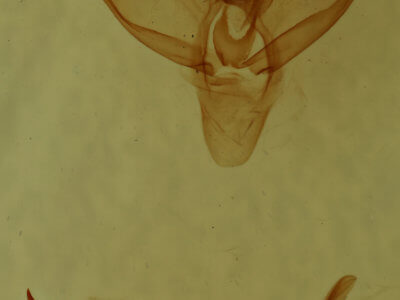 genitalia view of adult Adoneta bicaudata
