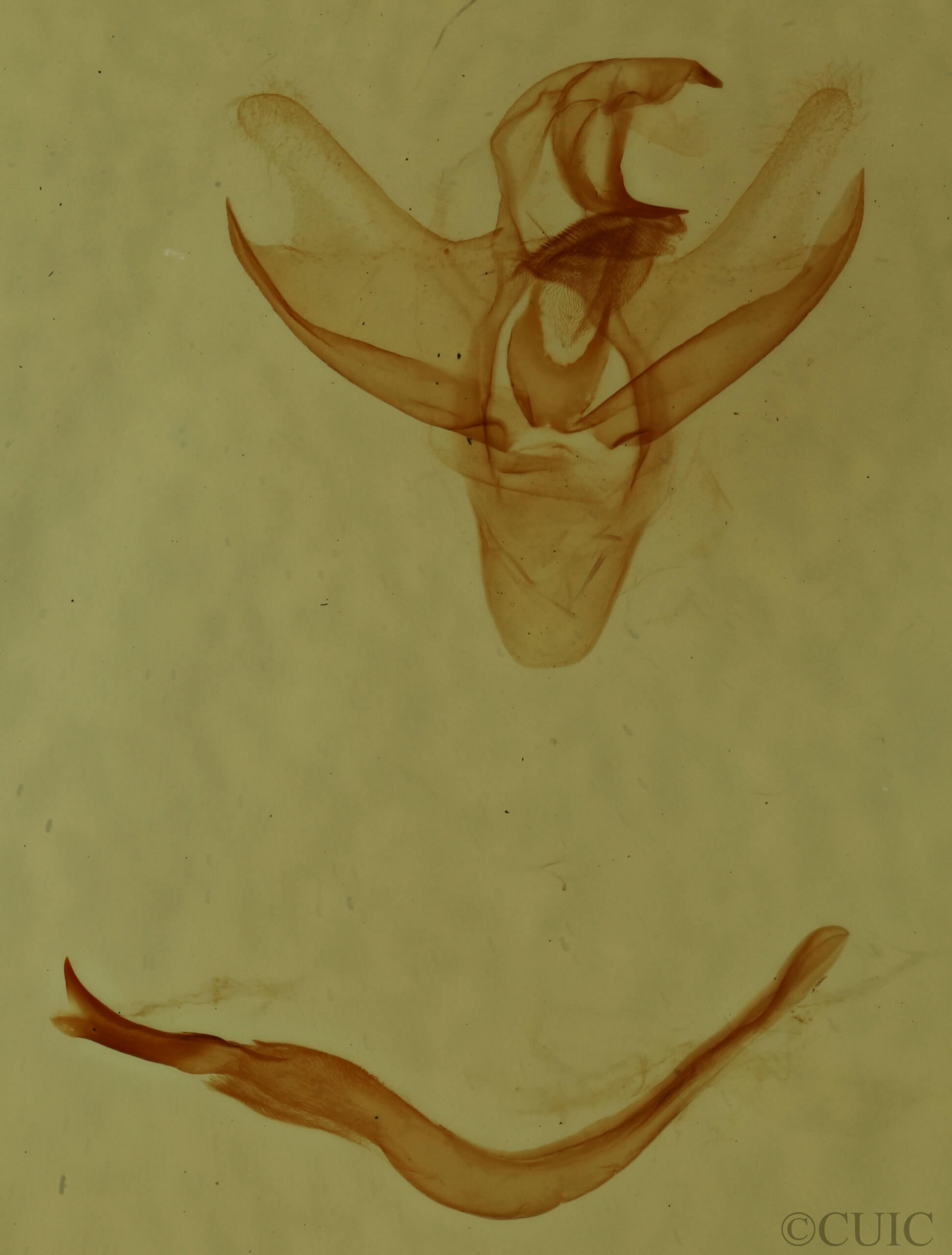 genitalia view of adult Adoneta bicaudata