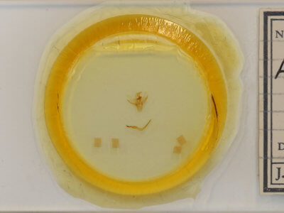 slide view of adult Adoneta bicaudata