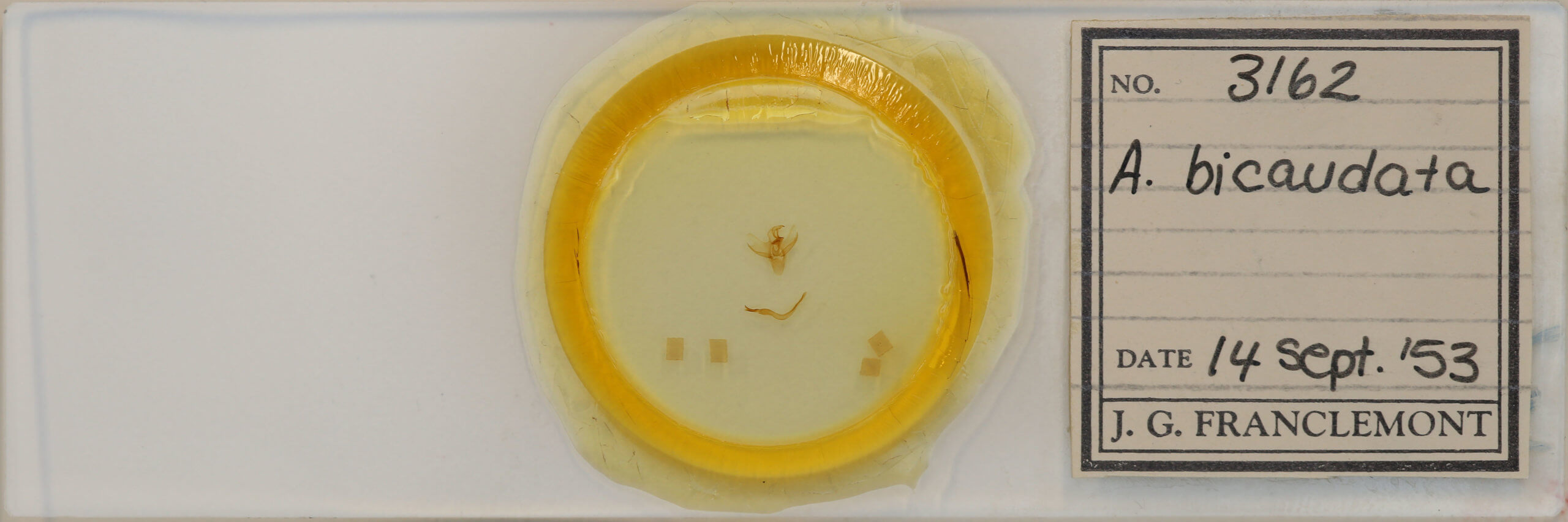 slide view of adult Adoneta bicaudata