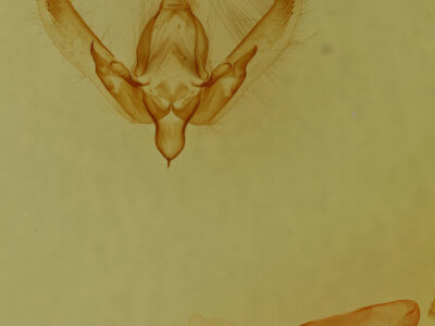 genitalia view of adult Agrotis buchholzi