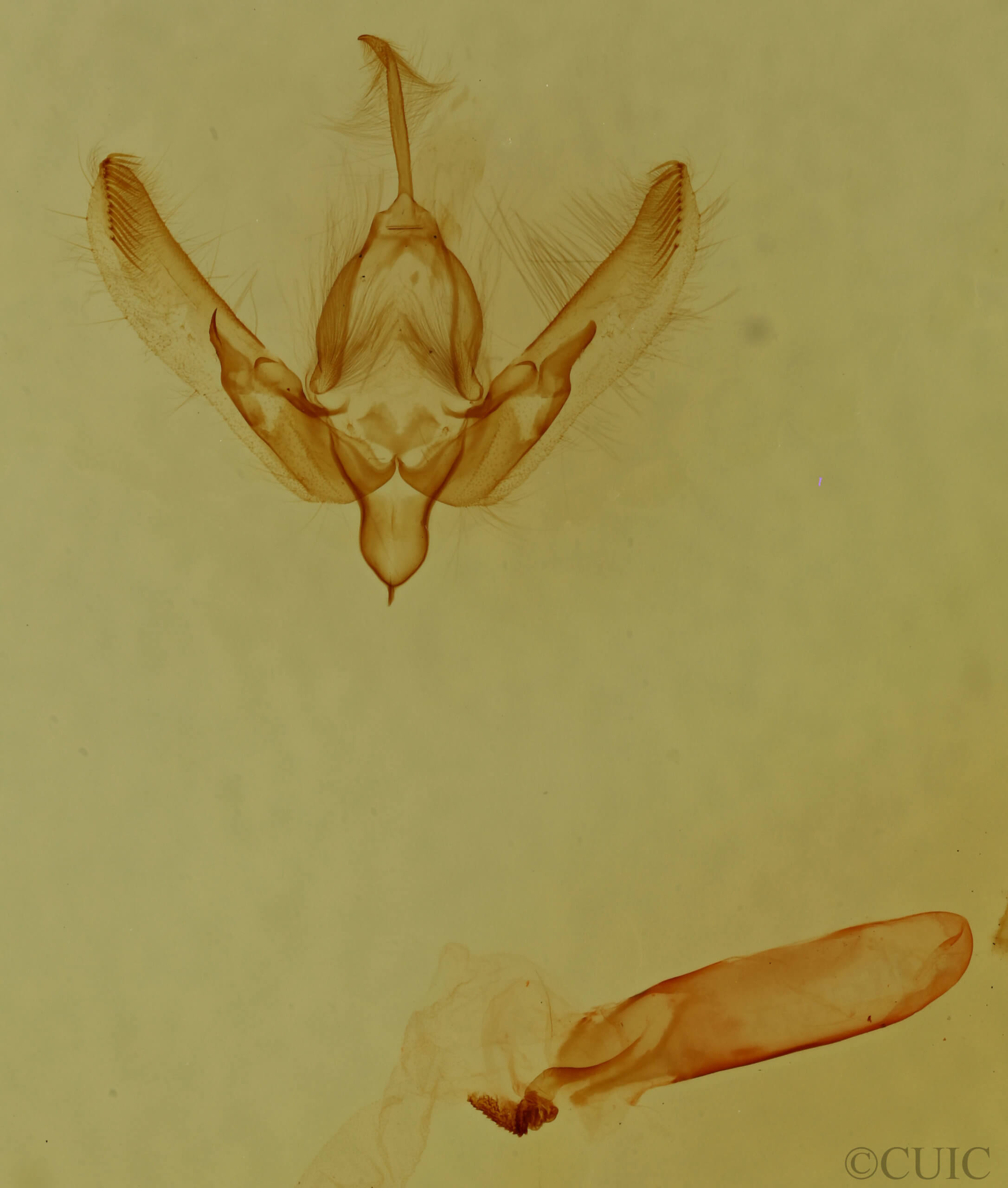 genitalia view of adult Agrotis buchholzi