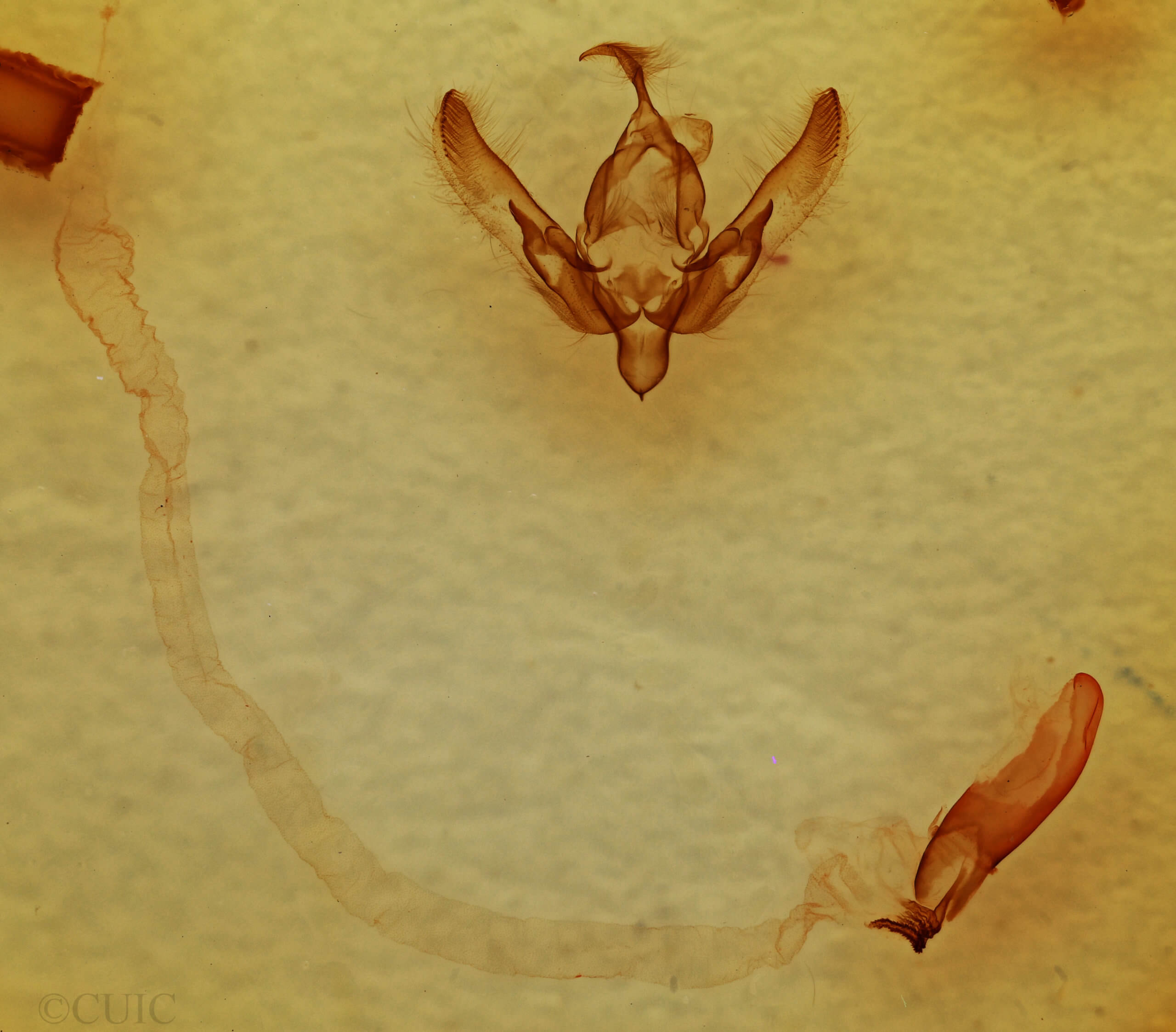 genitalia view of adult Agrotis buchholzi