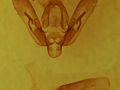 genitalia view of adult Agrotis vetusta