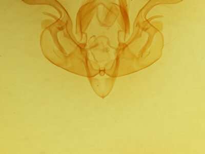 genitalia view of adult Mythimna albipuncta