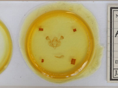 slide view of adult Mythimna albipuncta