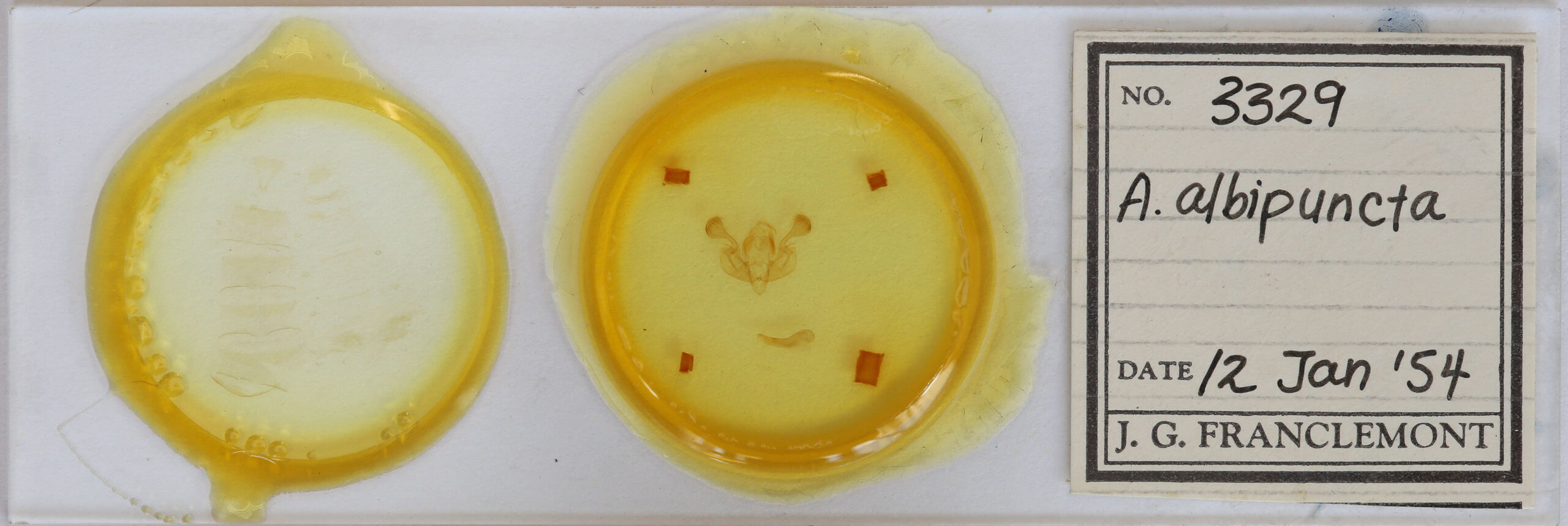 slide view of adult Mythimna albipuncta