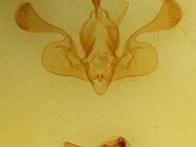 genitalia view of adult Mythimna  conigera