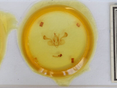 slide view of adult Mythimna  conigera