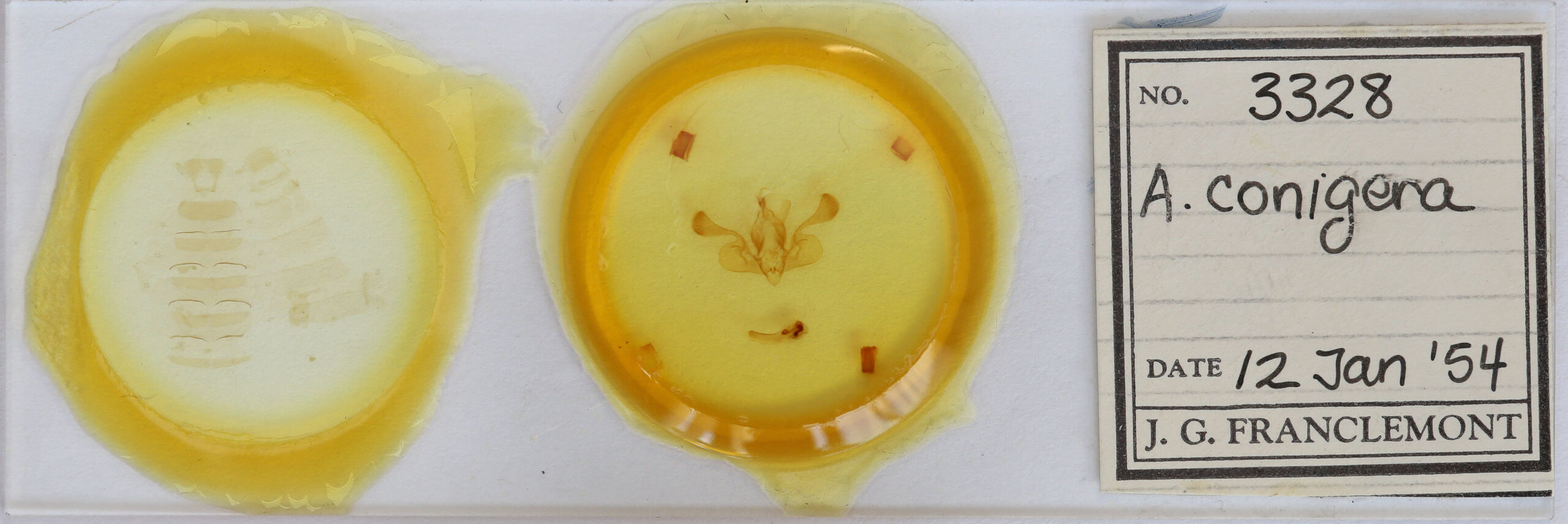 slide view of adult Mythimna  conigera