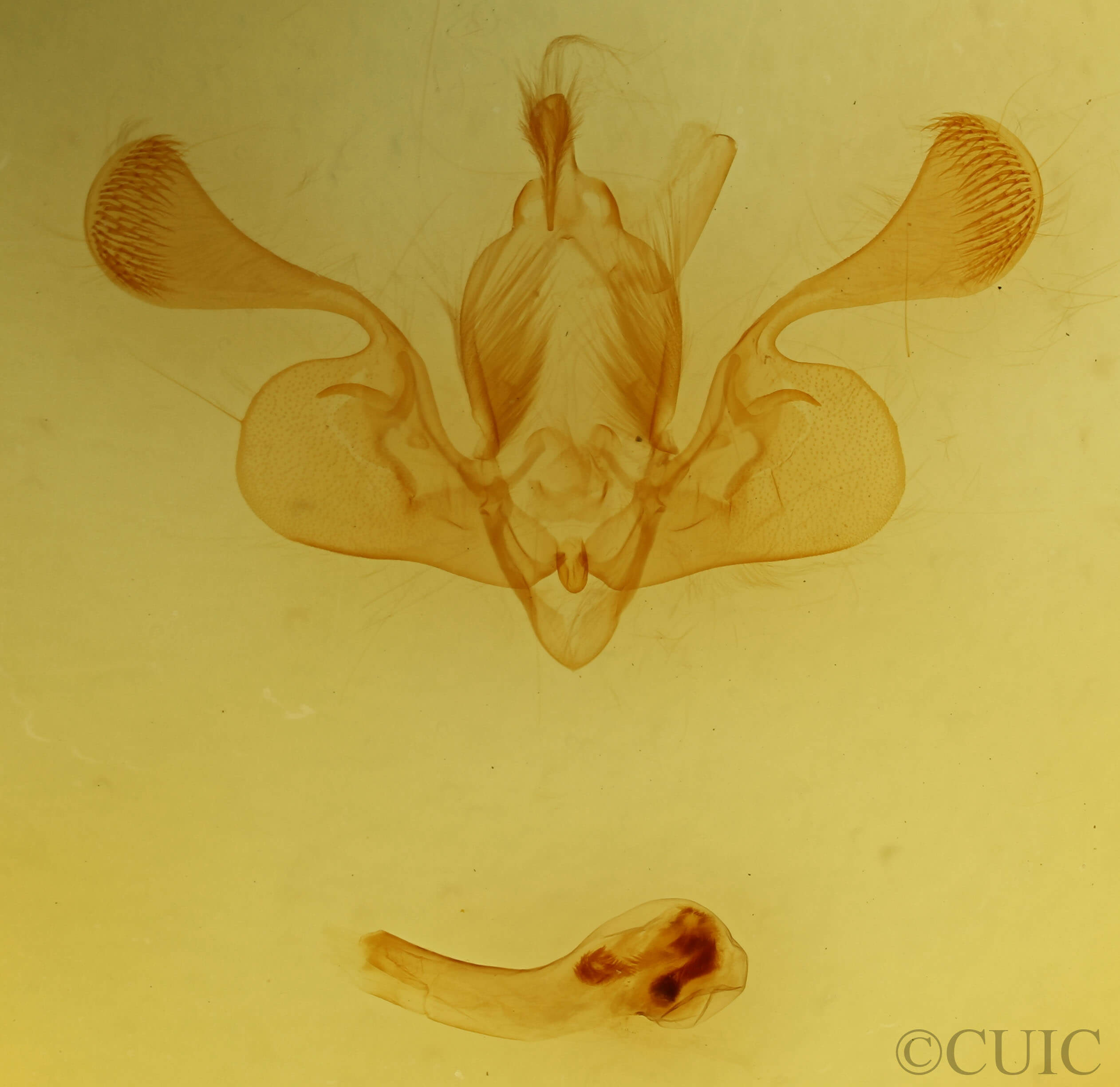 genitalia view of adult Mythimna  conigera
