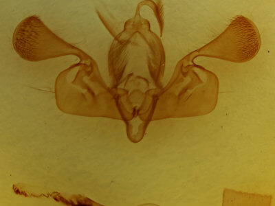 genitalia view of adult Mythimna favicolor