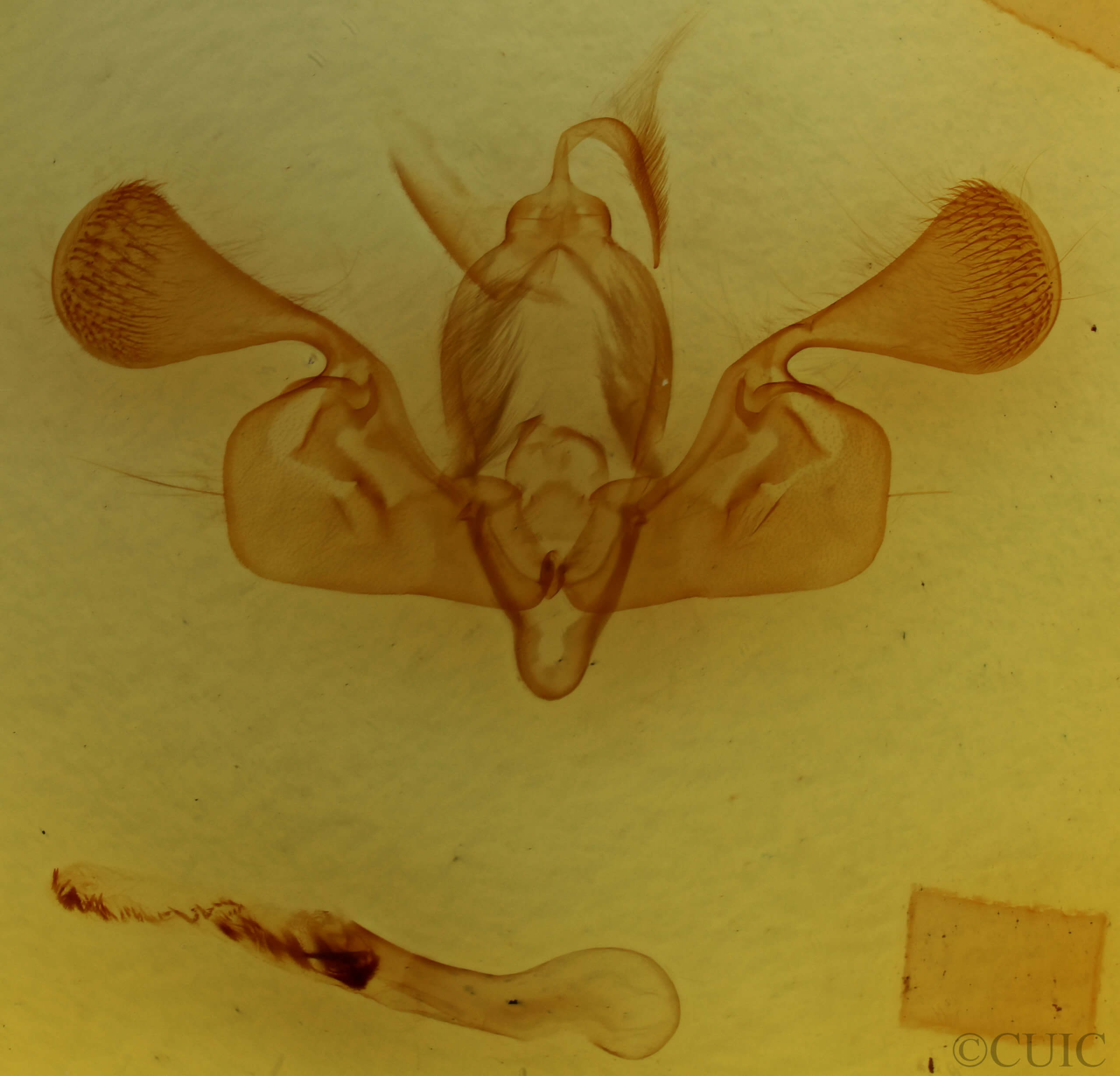 genitalia view of adult Mythimna favicolor