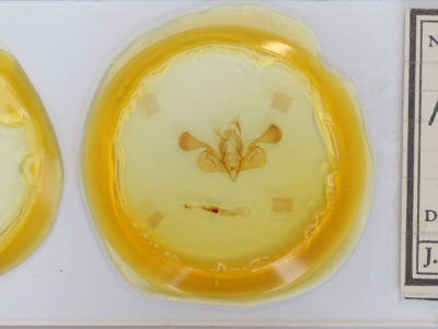 slide view of adult Mythimna favicolor