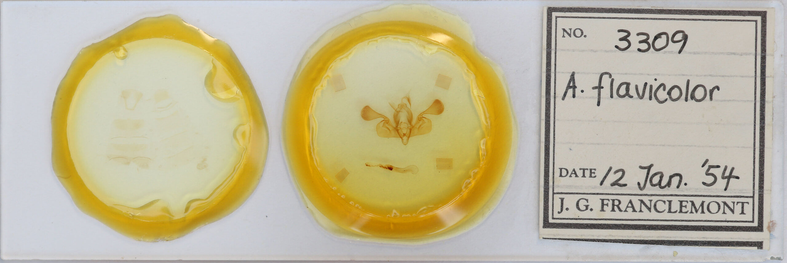 slide view of adult Mythimna favicolor