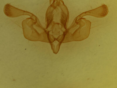 genitalia view of adult Mythimna impura