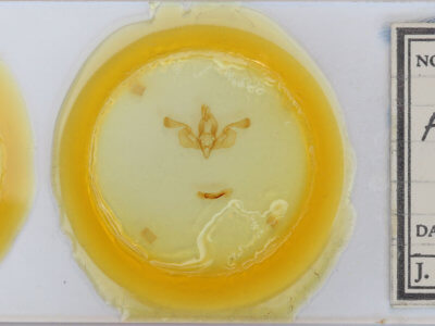 slide view of adult Mythimna impura