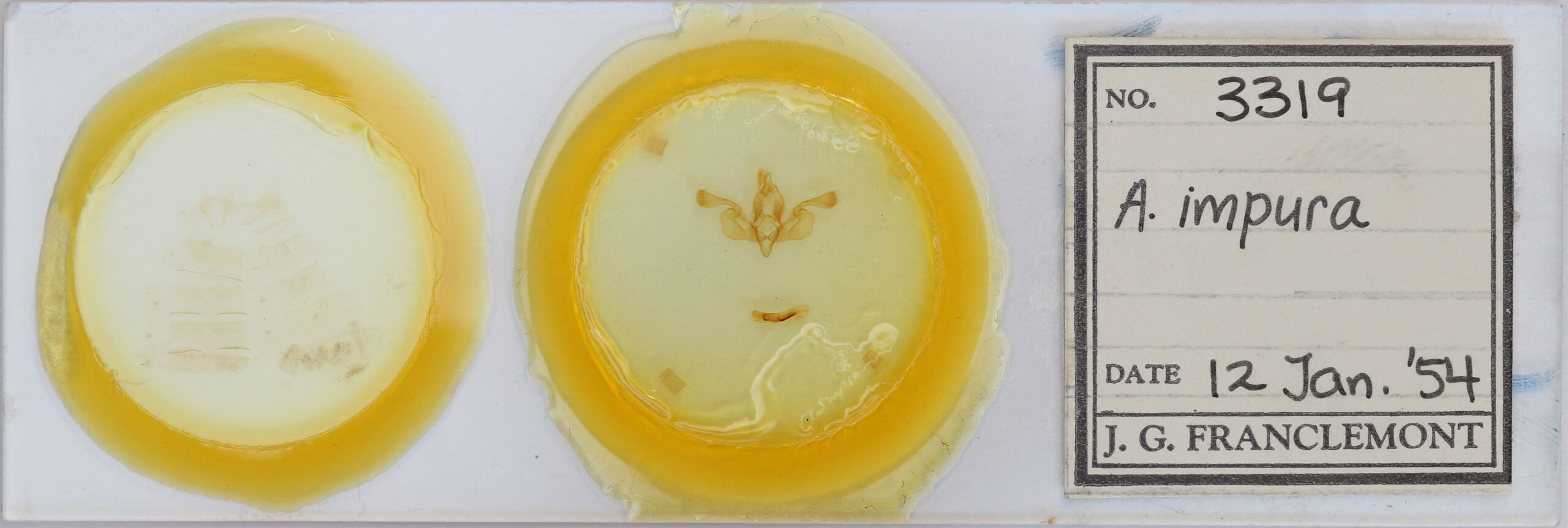 slide view of adult Mythimna impura