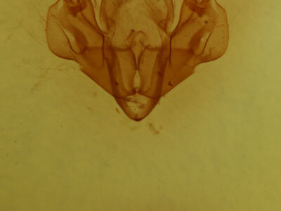 genitalia view of adult Mythimna l-album