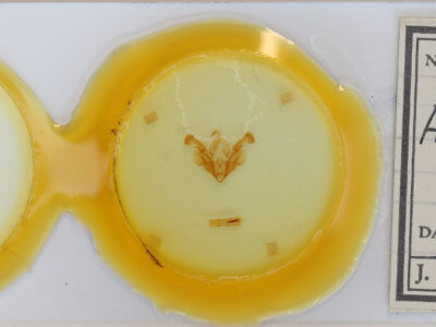 slide view of adult Mythimna l-album