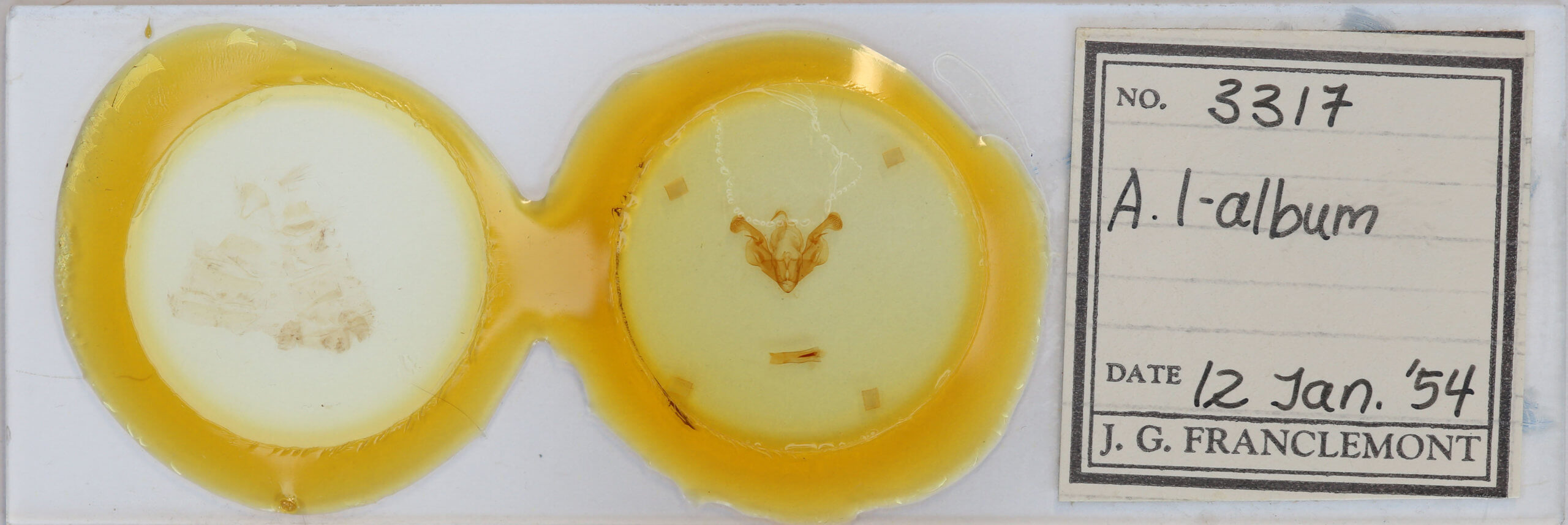 slide view of adult Mythimna l-album