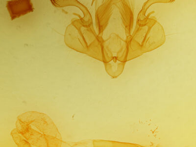 genitalia view of adult Mythimna ferrago