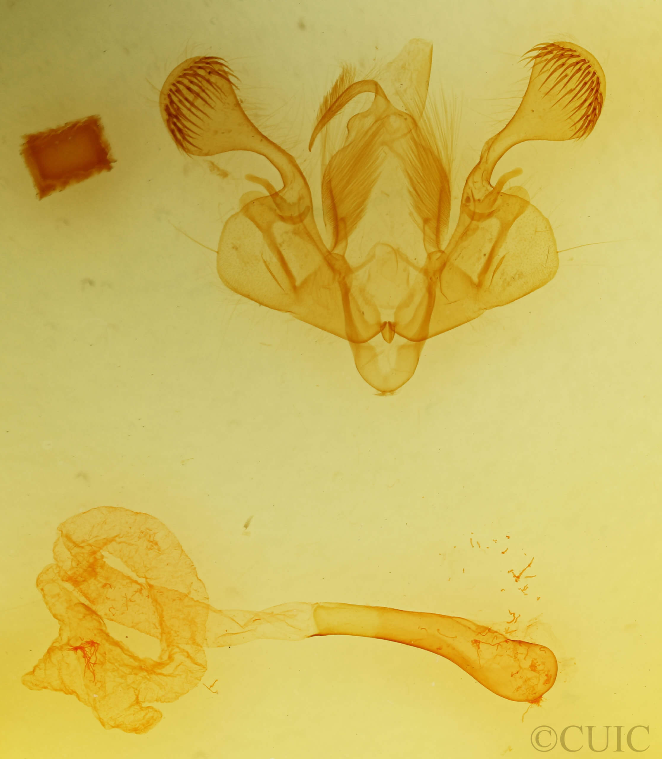 genitalia view of adult Mythimna ferrago