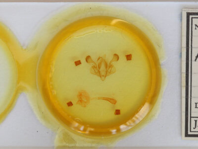 slide view of adult Mythimna ferrago