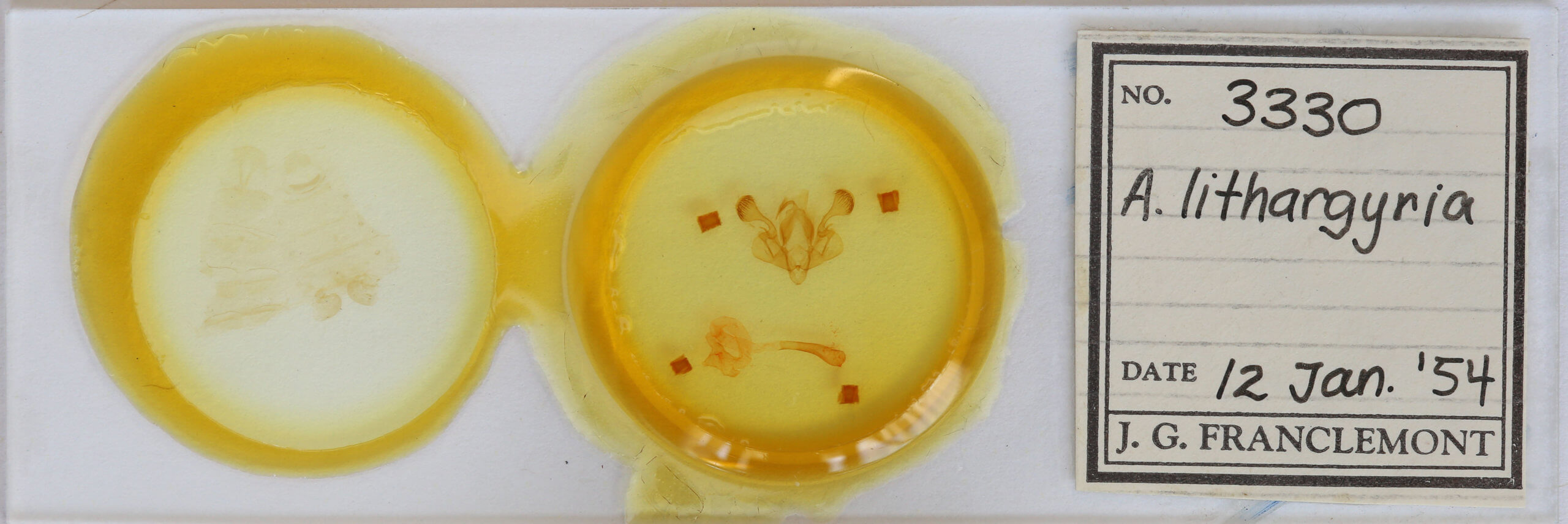 slide view of adult Mythimna ferrago