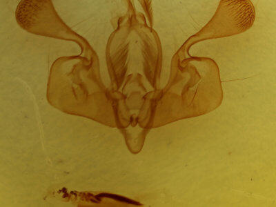 genitalia view of adult Mythimna pallens