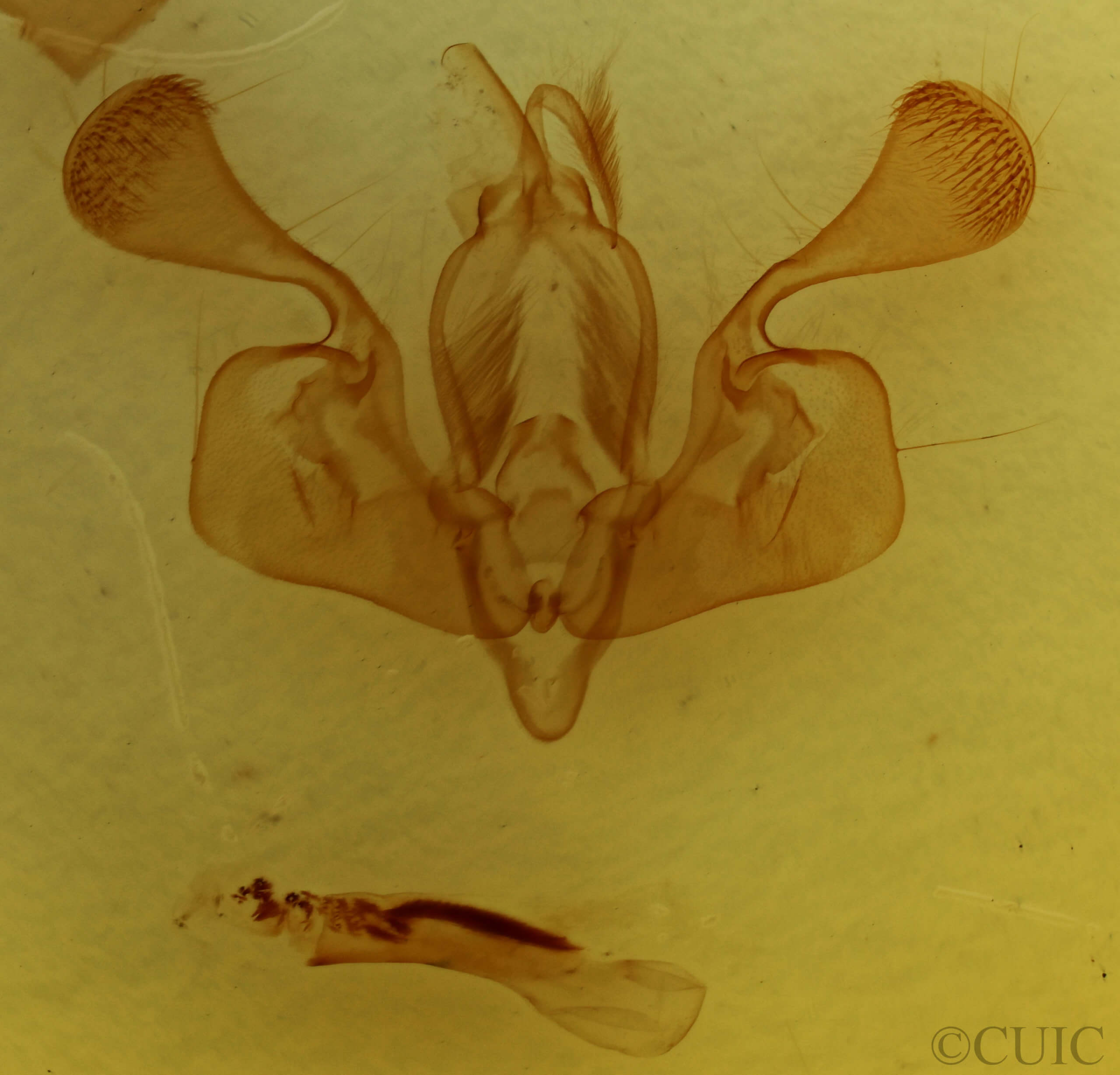 genitalia view of adult Mythimna pallens