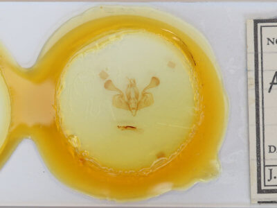 slide view of adult Mythimna pallens