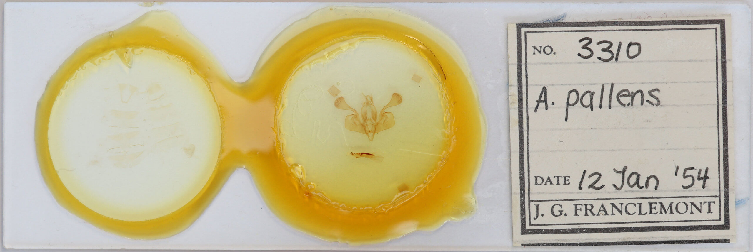 slide view of adult Mythimna pallens