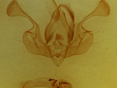genitalia view of adult Mythimna pudorina