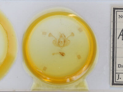 slide view of adult Mythimna pudorina