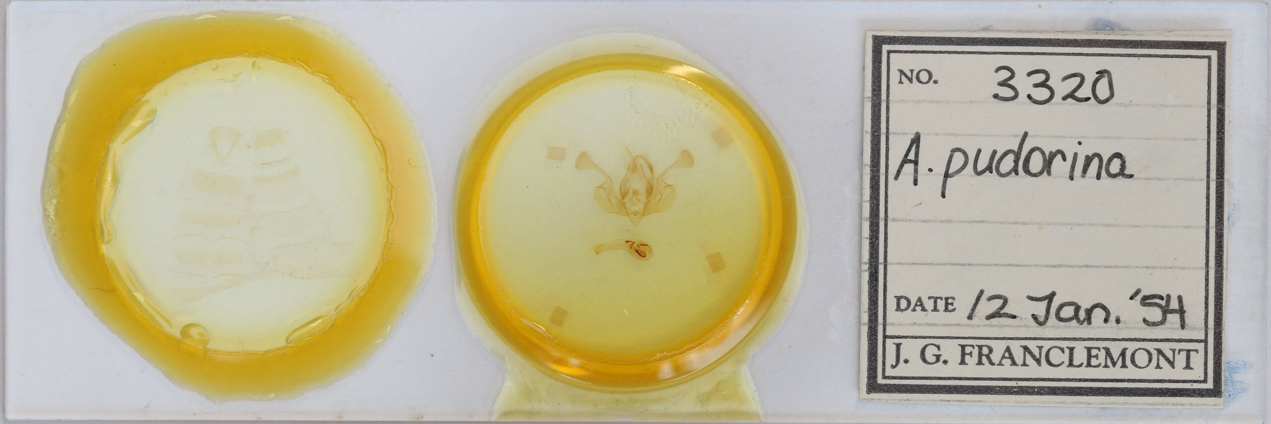 slide view of adult Mythimna pudorina