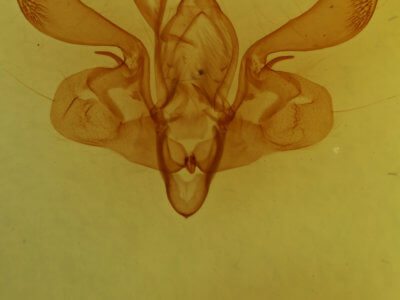 genitalia view of adult Mythimna straminea
