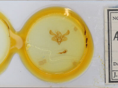 slide view of adult Mythimna straminea