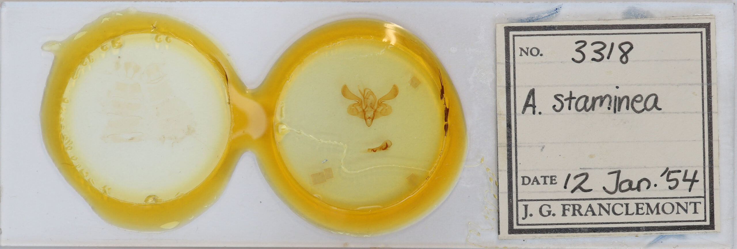 slide view of adult Mythimna straminea