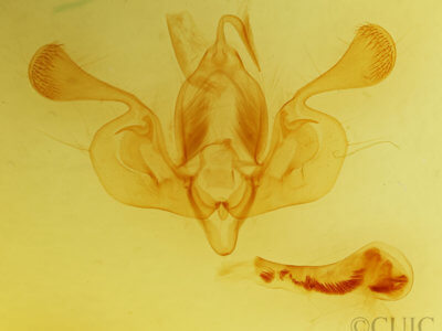 genitalia view of adult Mythimna vitellina