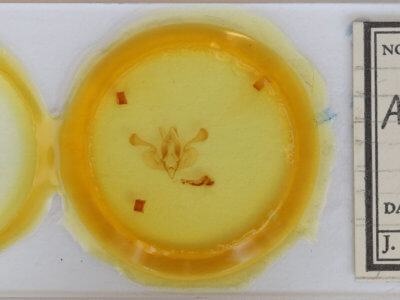 slide view of adult Mythimna vitellina